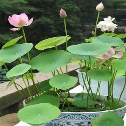 Bonsai Lotus Flower Seeds